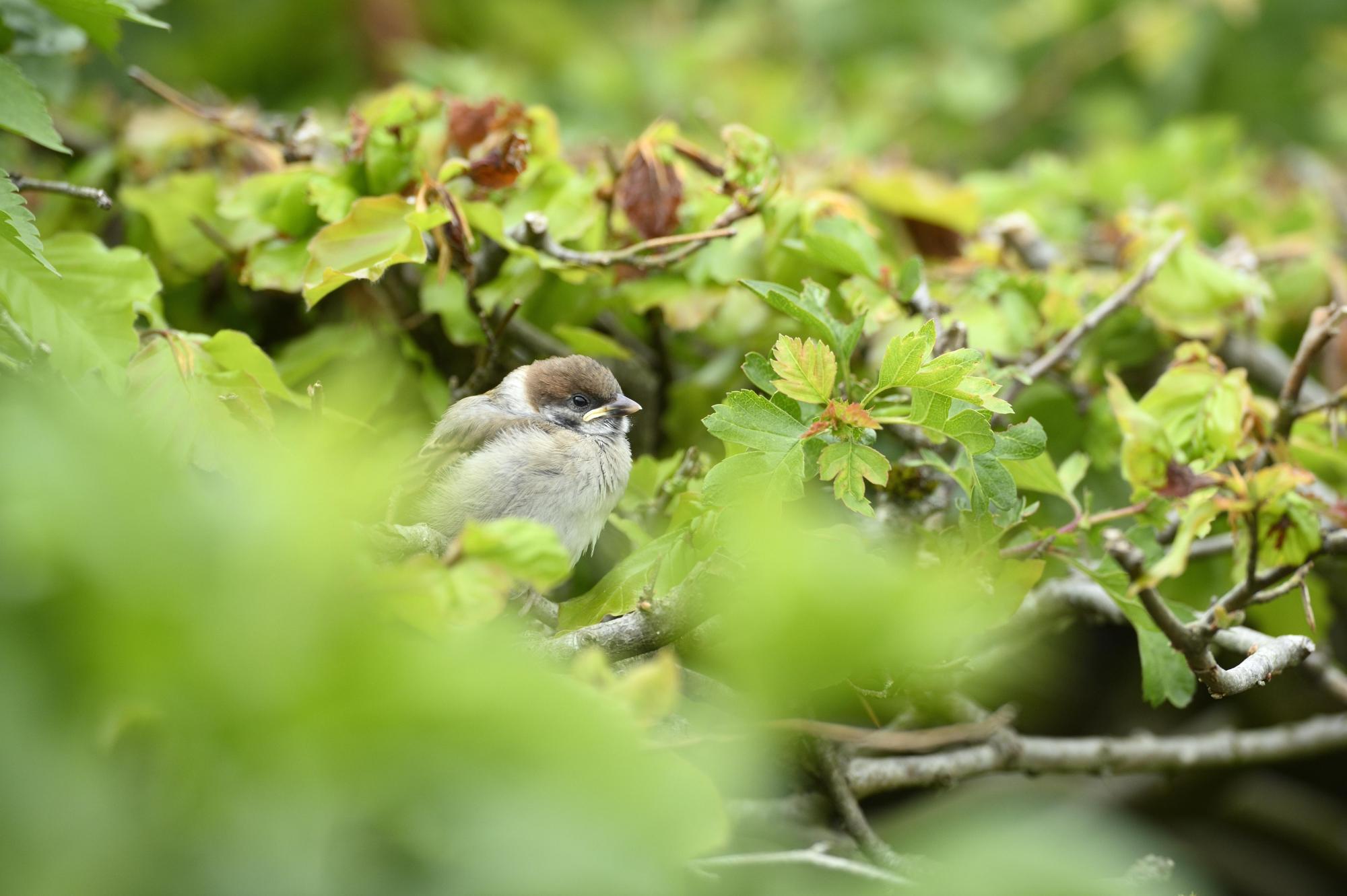 A tree sparrow chick resting on top of a garden hedge