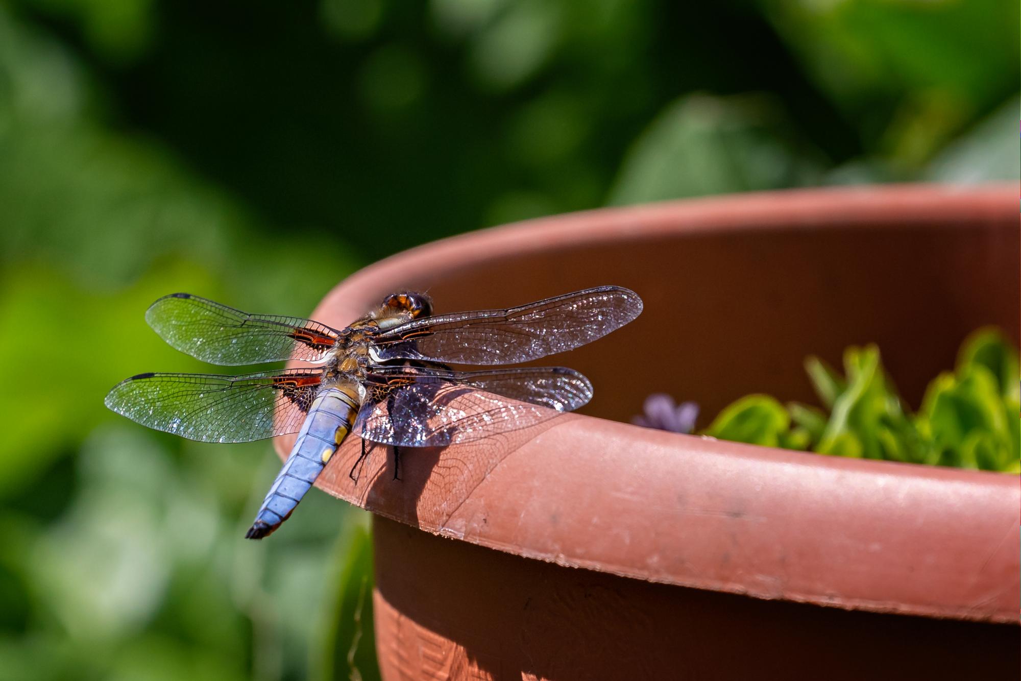 Dragon fly on side of plant pot