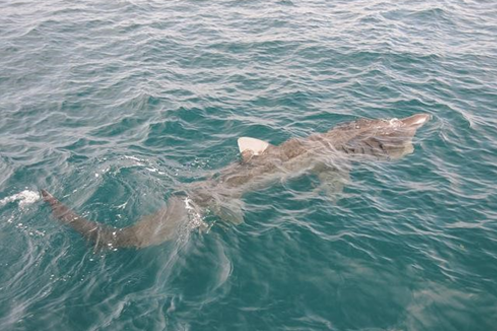 Basking shark at the surface of the water