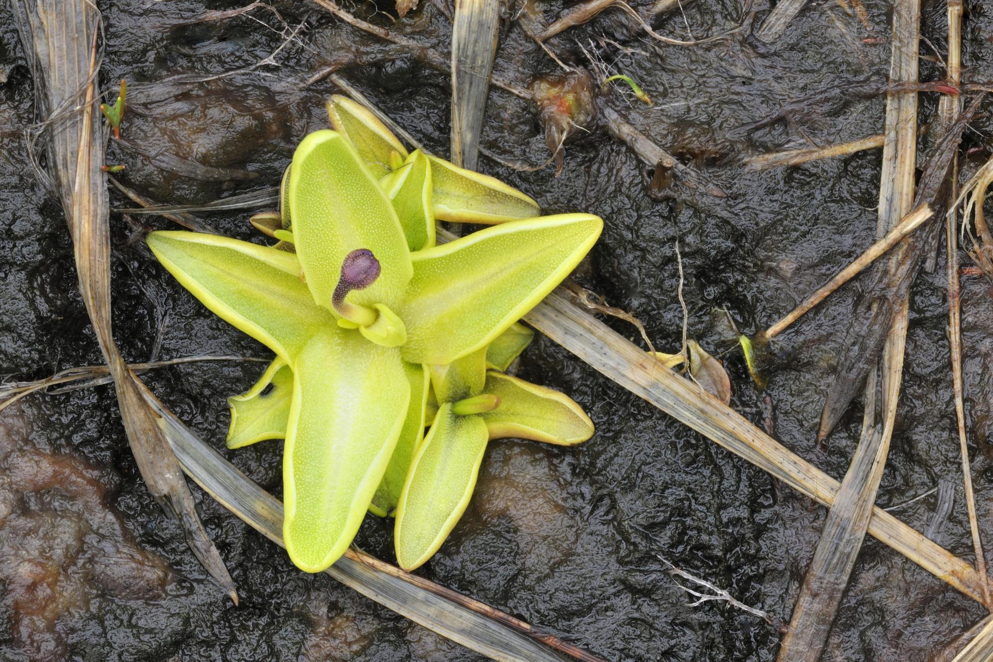 Common Butterwort (Pinguicula vulgaris) close-up of plant showing budding flower. 