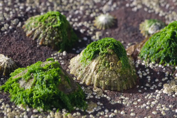 Common limpets on a rock. They are covered with acorn barnacles and filamentous green alga.