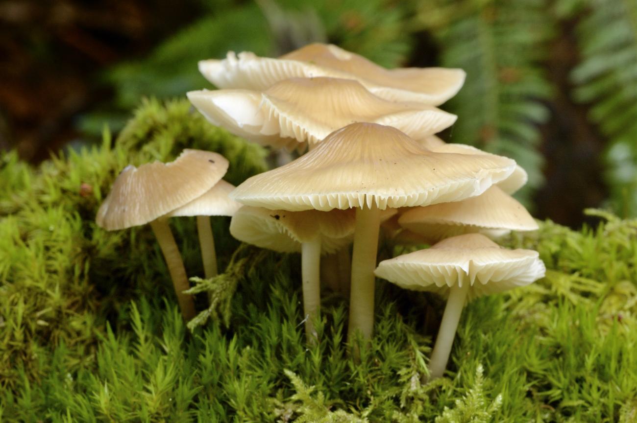 Types Of Fungi Mushrooms