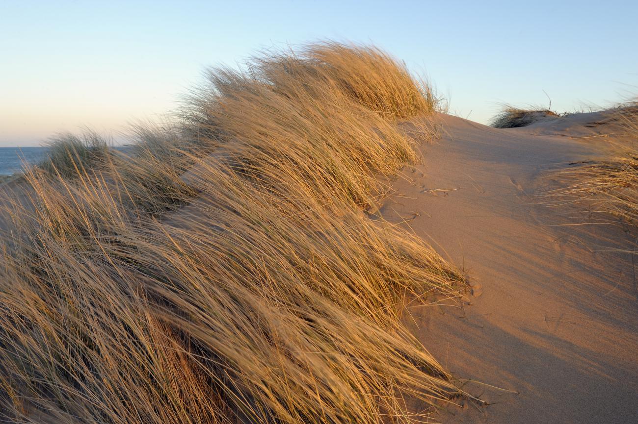 Sand dunes  NatureScot