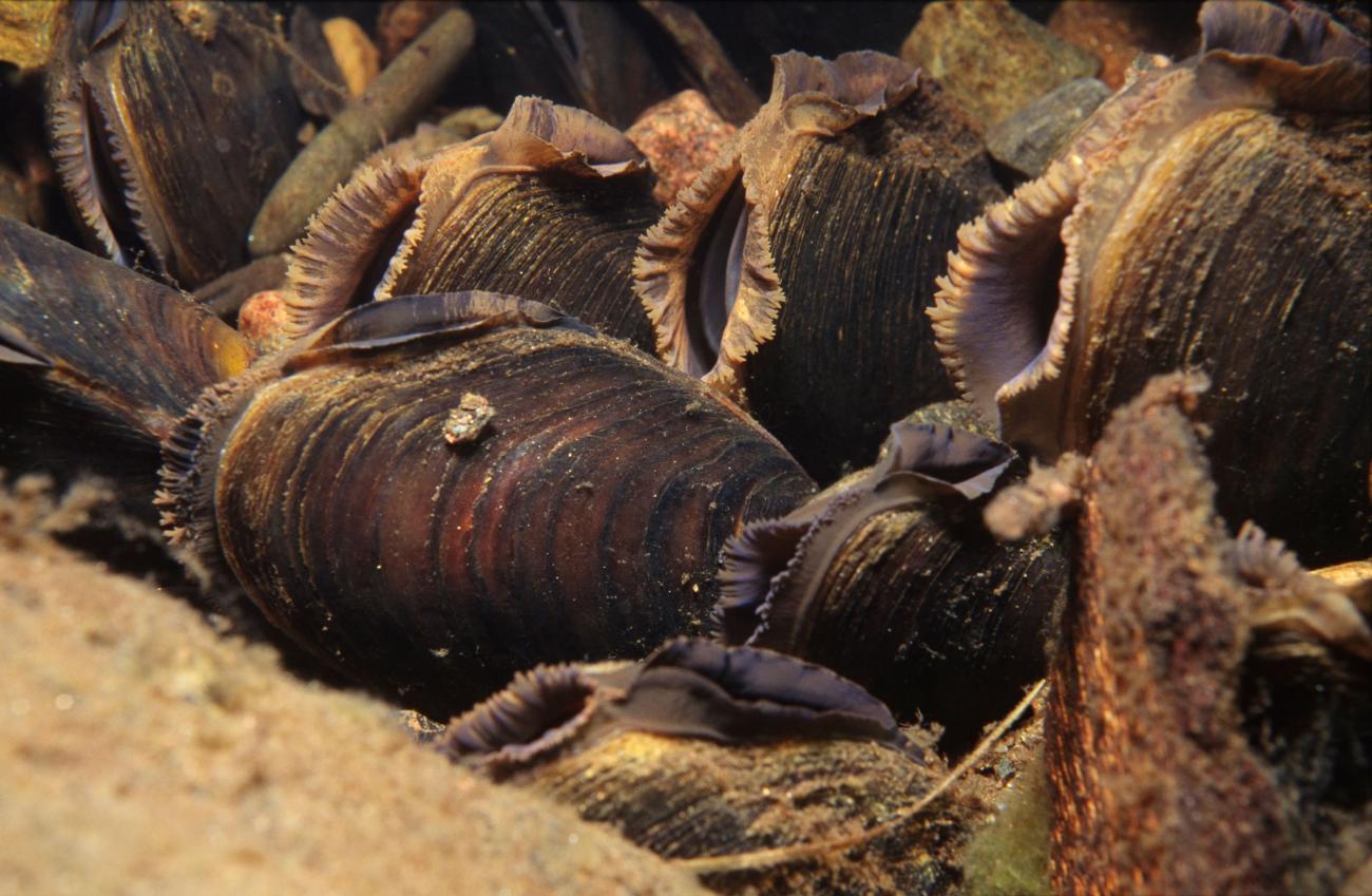 Freshwater Pearl Mussel NatureScot   FWPM 02 