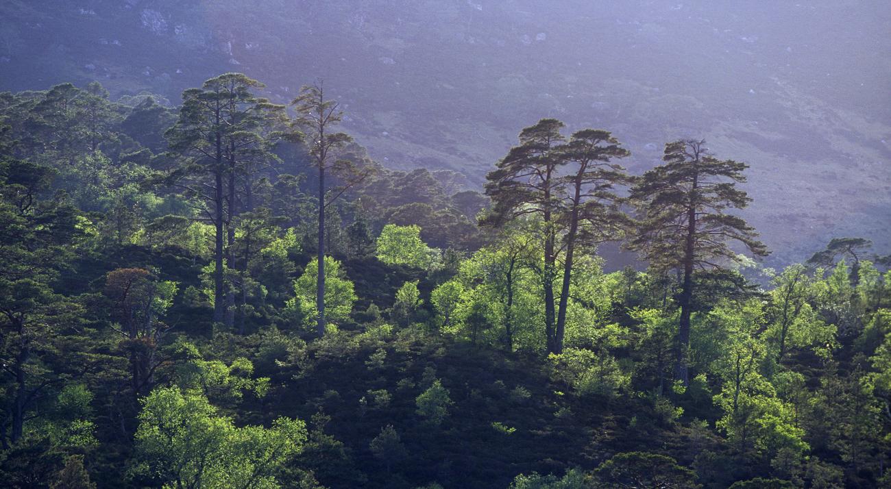 Scotland's Rainforest - Forestry and Land Scotland