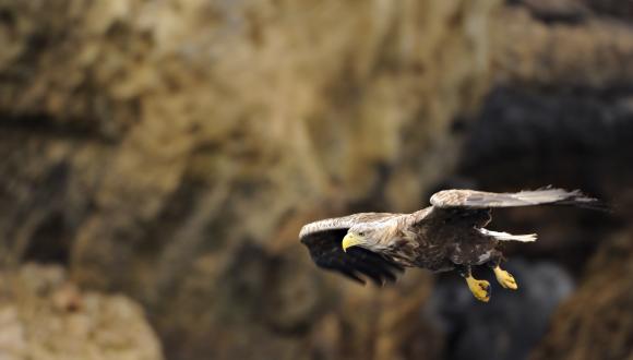 Registration Of Captive Birds Of Prey Scottish Natural