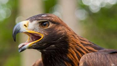 10000 People Take Golden Eagles Under Their Wings In